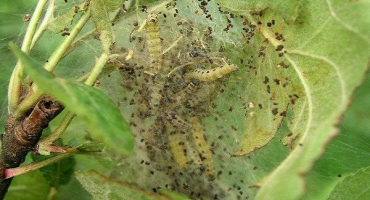 Lidové a chemické metody nakládání s housenkami bource morušového na jabloních, prevence
